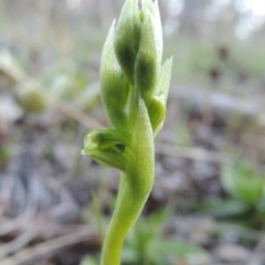 Hymenochilus cycnocephalus (Swan greenhood) at Rob Roy Range - 26 Sep 2015 by MichaelBedingfield