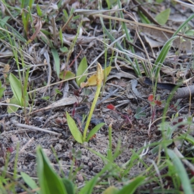 Ophioglossum lusitanicum (Adder's Tongue) at Rob Roy Range - 26 Sep 2015 by MichaelBedingfield