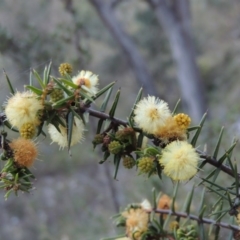 Acacia ulicifolia (Prickly Moses) at Rob Roy Range - 26 Sep 2015 by MichaelBedingfield