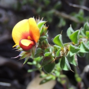 Pultenaea procumbens at Conder, ACT - 26 Sep 2015 07:25 PM