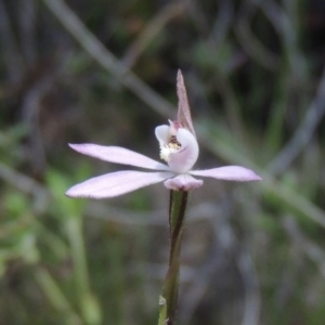 Caladenia fuscata at Conder, ACT - suppressed