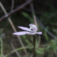 Caladenia fuscata at Conder, ACT - suppressed