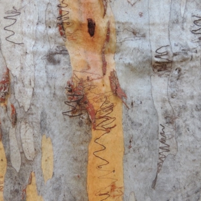 Eucalyptus rossii (Inland Scribbly Gum) at Conder, ACT - 26 Sep 2015 by michaelb
