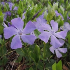 Vinca major (Blue Periwinkle) at Tharwa, ACT - 28 Sep 2015 by MichaelBedingfield