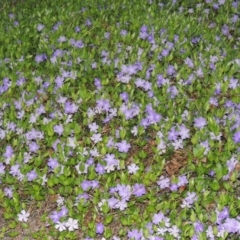 Vinca major at Tharwa, ACT - 28 Sep 2015 07:23 PM