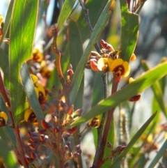 Daviesia mimosoides subsp. mimosoides at Bullen Range - 2 Oct 2015 by RyuCallaway