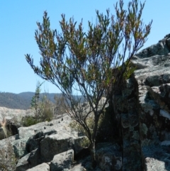 Daviesia mimosoides subsp. mimosoides at Bullen Range - 2 Oct 2015