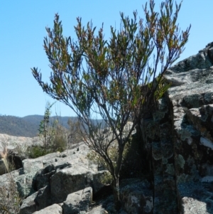 Daviesia mimosoides subsp. mimosoides at Bullen Range - 2 Oct 2015