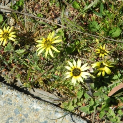 Arctotheca calendula (Capeweed, Cape Dandelion) at Kambah Pool - 2 Oct 2015 by RyuCallaway