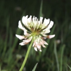 Trifolium repens (White Clover) at Point Hut to Tharwa - 28 Sep 2015 by MichaelBedingfield