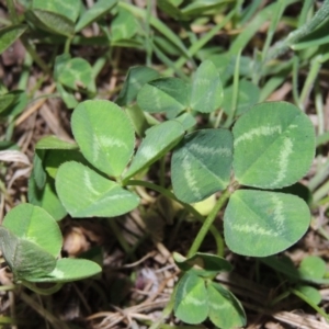 Trifolium repens at Tharwa, ACT - 28 Sep 2015