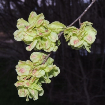 Ulmus procera (English Elm) at Tharwa, ACT - 28 Sep 2015 by michaelb