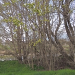 Ulmus procera at Tharwa, ACT - 28 Sep 2015