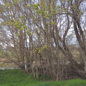 Ulmus procera at Tharwa, ACT - 28 Sep 2015