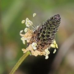 Plantago lanceolata (Ribwort Plantain, Lamb's Tongues) at Paddys River, ACT - 28 Sep 2015 by MichaelBedingfield