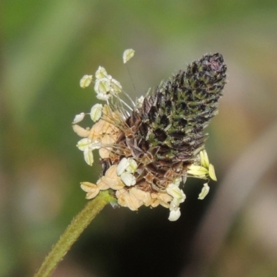 Plantago lanceolata (Ribwort Plantain, Lamb's Tongues) at Point Hut to Tharwa - 28 Sep 2015 by MichaelBedingfield