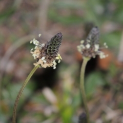 Plantago lanceolata at Paddys River, ACT - 28 Sep 2015 07:58 PM