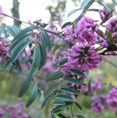 Indigofera australis subsp. australis (Australian Indigo) at Fadden, ACT - 2 Oct 2015 by RyuCallaway