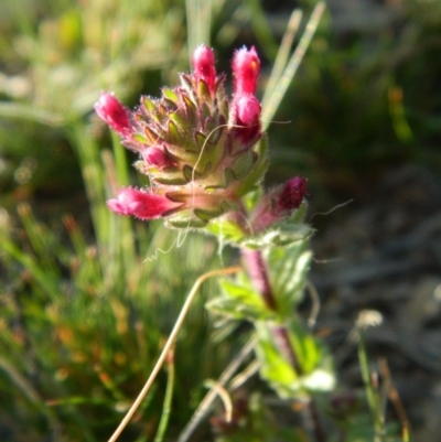 Parentucellia latifolia (Red Bartsia) at Fadden, ACT - 3 Oct 2015 by ArcherCallaway
