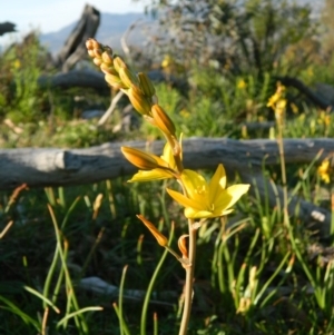 Bulbine bulbosa at Fadden, ACT - 3 Oct 2015 07:39 AM