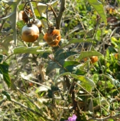 Solanum cinereum (Narrawa Burr) at Wanniassa Hill - 3 Oct 2015 by ArcherCallaway