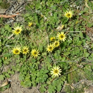 Arctotheca calendula at Wanniassa Hill - 3 Oct 2015