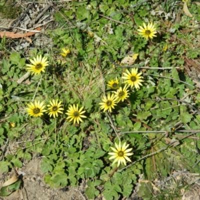 Arctotheca calendula (Capeweed, Cape Dandelion) at Wanniassa Hill - 3 Oct 2015 by RyuCallaway