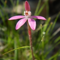 Caladenia fuscata (Dusky Fingers) at Wanniassa Hill - 3 Oct 2015 by ArcherCallaway
