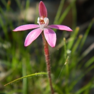 Caladenia fuscata at Wanniassa Hill - 3 Oct 2015