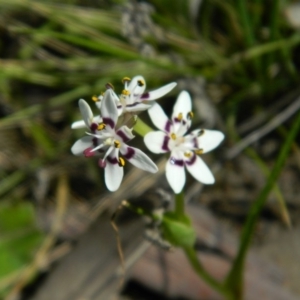 Wurmbea dioica subsp. dioica at Fadden, ACT - 3 Oct 2015 10:11 AM