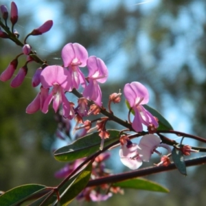 Indigofera australis subsp. australis at Fadden, ACT - 3 Oct 2015