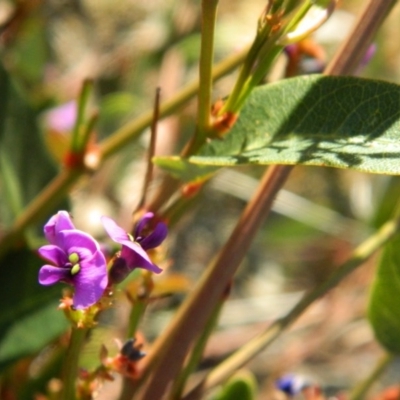 Hardenbergia violacea (False Sarsaparilla) at Fadden, ACT - 3 Oct 2015 by RyuCallaway