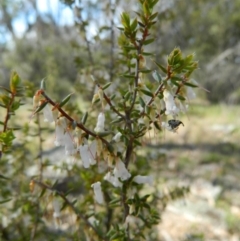 Styphelia fletcheri subsp. brevisepala (Twin Flower Beard-Heath) at Fadden, ACT - 3 Oct 2015 by ArcherCallaway