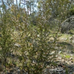 Leucopogon fletcheri subsp. brevisepalus at Fadden, ACT - 3 Oct 2015