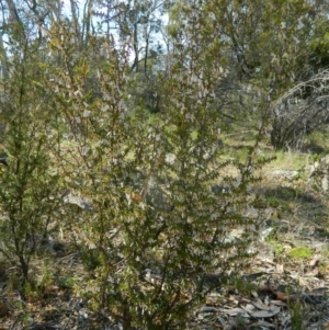 Leucopogon fletcheri subsp. brevisepalus at Fadden, ACT - 3 Oct 2015