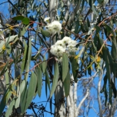 Eucalyptus dives (Broad-leaved Peppermint) at Fadden Hills Pond - 3 Oct 2015 by ArcherCallaway