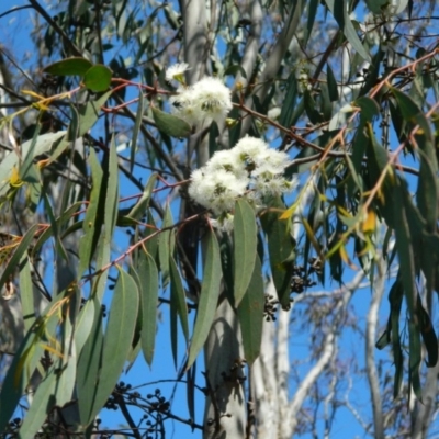 Eucalyptus dives (Broad-leaved Peppermint) at Fadden, ACT - 3 Oct 2015 by ArcherCallaway