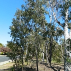 Eucalyptus dives at Fadden, ACT - 3 Oct 2015 10:32 AM