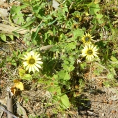 Arctotheca calendula (Capeweed, Cape Dandelion) at Fadden, ACT - 3 Oct 2015 by RyuCallaway