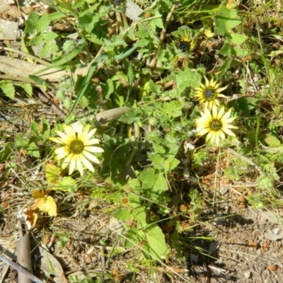 Arctotheca calendula (Capeweed, Cape Dandelion) at Fadden Hills Pond - 3 Oct 2015 by RyuCallaway