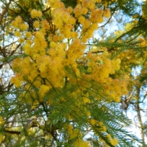 Acacia decurrens at Fadden, ACT - 3 Oct 2015 10:38 AM