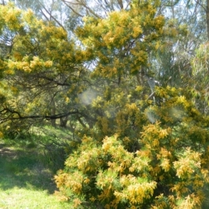 Acacia decurrens at Fadden, ACT - 3 Oct 2015