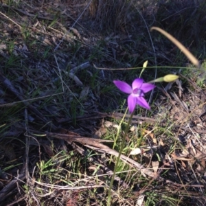 Glossodia major at Hackett, ACT - suppressed