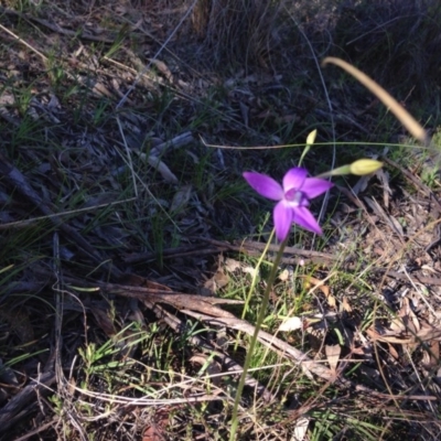 Glossodia major (Wax Lip Orchid) at Hackett, ACT - 3 Oct 2015 by Louisab