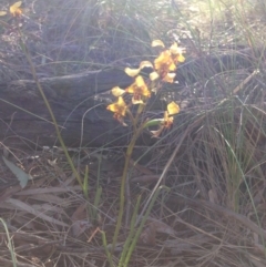 Diuris pardina (Leopard Doubletail) at Hackett, ACT - 3 Oct 2015 by Louisab