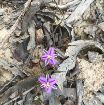 Thysanotus patersonii (Twining Fringe Lily) at Canberra Central, ACT - 3 Oct 2015 by TobiasHayashi