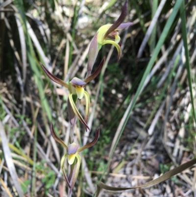 Lyperanthus suaveolens (Brown Beaks) at Canberra Central, ACT - 3 Oct 2015 by TobiasHayashi