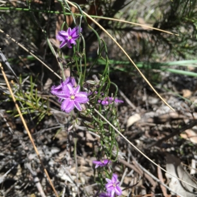 Thysanotus patersonii (Twining Fringe Lily) at Canberra Central, ACT - 3 Oct 2015 by TobiasHayashi