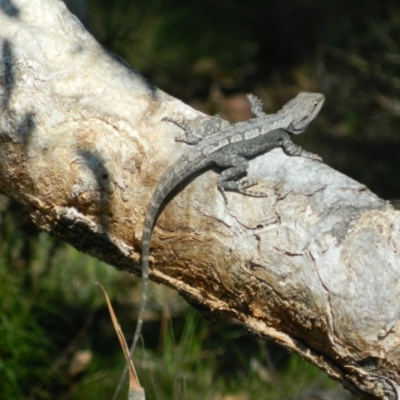 Amphibolurus muricatus (Jacky Lizard) at Wanniassa Hill - 3 Oct 2015 by ArcherCallaway