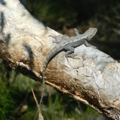 Amphibolurus muricatus (Jacky Lizard) at Wanniassa Hill - 2 Oct 2015 by ArcherCallaway